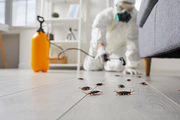 Post-Treatment Bed Bug Interceptor Monitoring in Fairmont